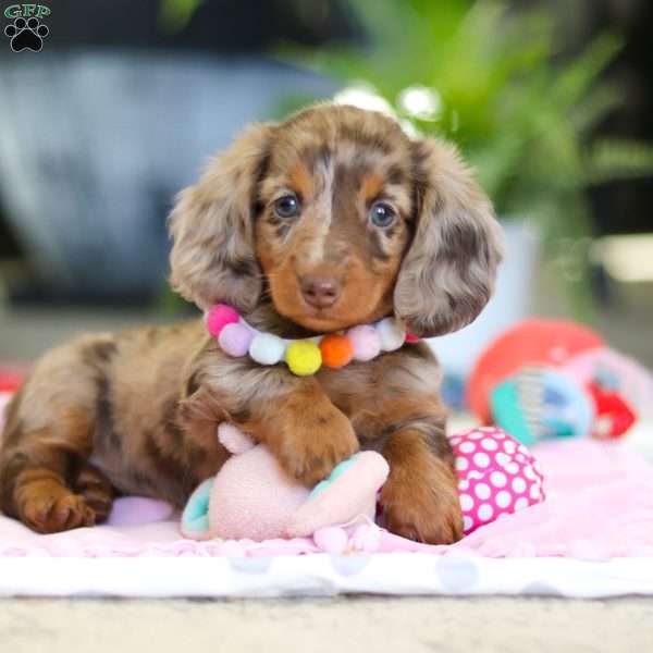 Avery, Dachshund Puppy